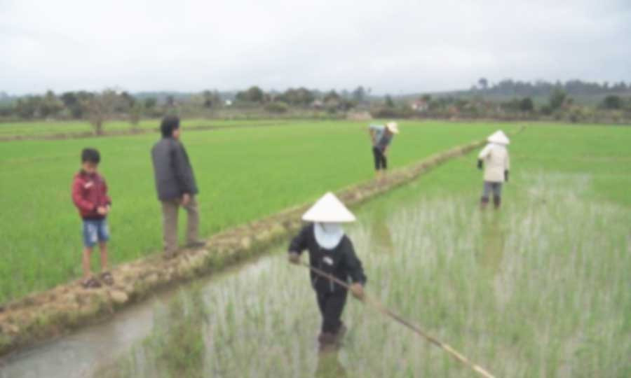 Sản xuất lúa nước tại cánh đồng Buôn Lưới, xã Sơ Pai. Ảnh: Hồng Hạnh  Sản xuất lúa nước tại cánh đồng xã Sơ Pai. Ảnh: Hồng Hạnh