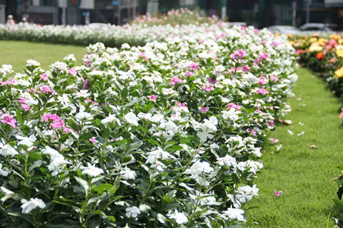 Hoa nở bông đẹp mắt Hoa nở bông đẹp mắt