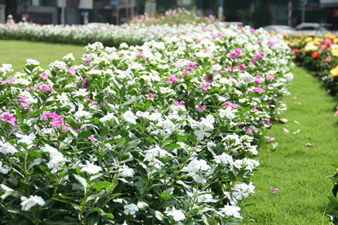  Hoa nở bông đẹp mắt