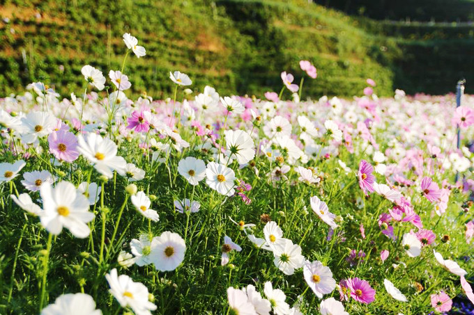 Thời điểm tham quan vườn hoa đẹp nhất là sáng sớm hoặc xế chiều. Khi tia nắng đầu ngày rọi lên những cánh hoa vẫn đang còn e ấp trong hơi sương thì cũng là lúc bạn sẽ chụp được nhiều bức hình ấn tượng.