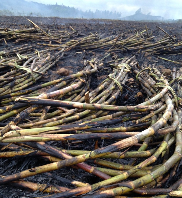 Khối lượng mía sẽ bị giảm mạnh sau khi bị cháy. Ảnh: Ngọc Sang