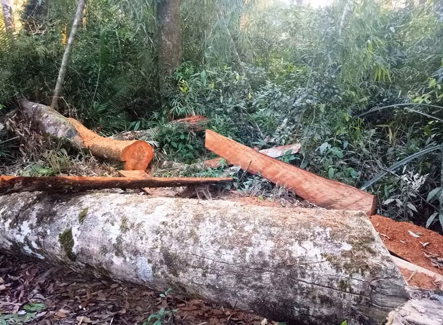  Tiểu khu 210 tại xã Đak Sao cũng bị các đối tượng chặt phá. Ảnh: Hoài Trần