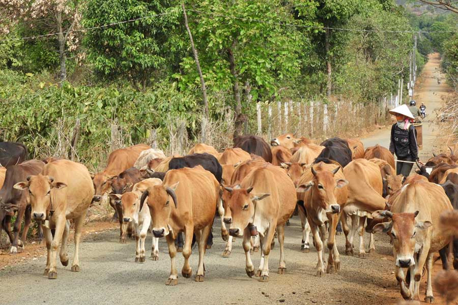  Tăng cường công tác phòng, chống lở mồm long móng trên đàn bò. Ảnh: L.T