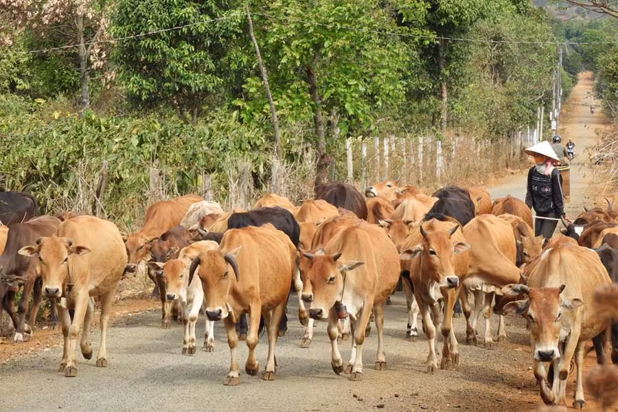  Tăng cường công tác phòng, chống lở mồm long móng trên đàn bò. Ảnh: L.T