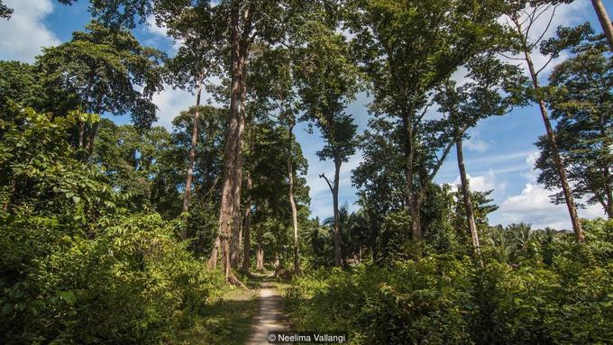 Năm 1857, đàn áp một cuộc nổi dậy của người Ấn Độ, Anh đã chọn các hòn đảo xa xôi này để làm nơi phạt tù những người chống đối. Vào năm 1858, khi những người Anh đầu tiên tới cùng 200 người Ấn bị bắt, quần đảo bị bao phủ bởi toàn rừng rậm nguyên sơ. Đảo Ross ước tính chỉ rộng 0,3 km2, được chọn làm nơi đầu tiên giam giữ những kẻ nổi loạn vì có nguồn nước. Nhiệm vụ chết người của những kẻ bị phạt là phát quang cánh rừng rậm rạp trong khi các quân lính Anh lưu lại trên tàu. 