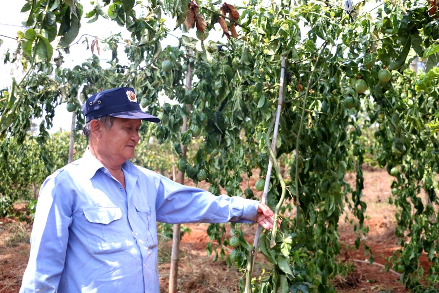 Gần 100 cây chanh dây bị kẻ gian cắt ngang gốc. Ảnh: Q.T