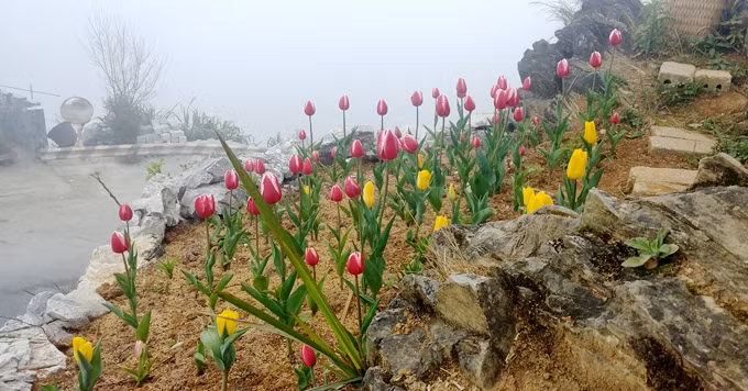 Hiện tại, số tiền anh đầu tư cho khu vườn đã lên tới 500 triệu. Vườn hoa thu hút được khá đông người tới thăm. Hiện tại, số tiền anh đầu tư cho khu vườn đã lên tới 500 triệu. Vườn hoa thu hút được khá đông người tới thăm.
