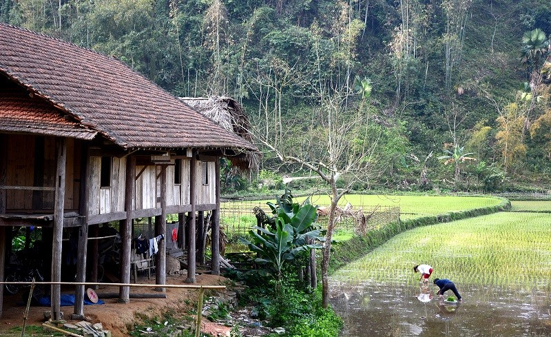 Người dân cấy lúa bên căn nhà sàn của mình. Người dân cấy lúa bên căn nhà sàn của mình.