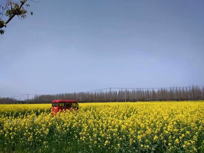 Ngoài ra, từ Thượng Hải đi đến các thành phố lân cận như Tô Châu, Hàng Châu, Vô Tích, Nam Kinh… đều không tốn nhiều thời gian. Mùa xuân đến Thượng Hải thưởng hoa là sự lựa chọn thú vị, nhất là nếu bạn đi du lịch vào đúng thời gian hoa anh đào khoe sắc.