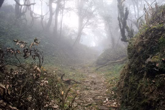  Đường cổ giữa đại ngàn.