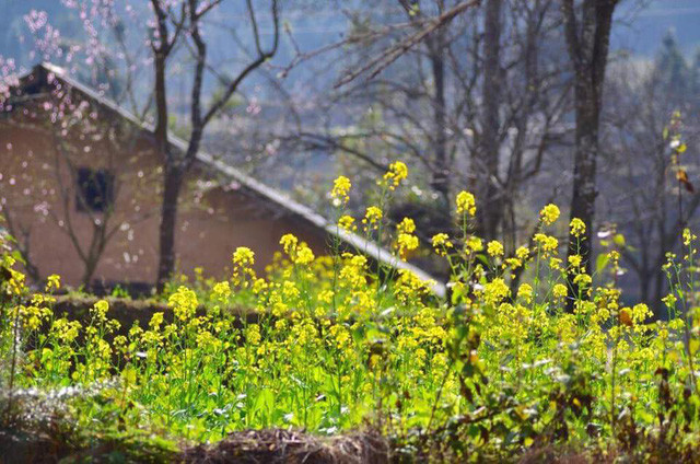 Không chỉ có hoa mận, hoa đào, hay hoa lê, Hà Giang giờ còn có bạt ngàn hoa cải vàng để du khách ngắm và check in.@ Lê Triều Dương