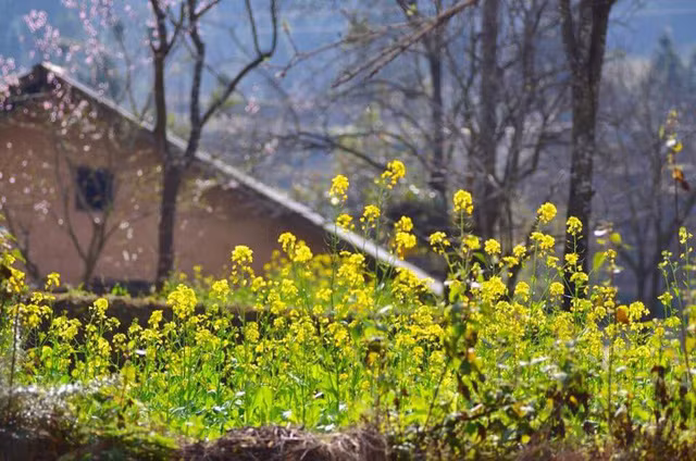 Không chỉ có hoa mận, hoa đào, hay hoa lê, Hà Giang giờ còn có bạt ngàn hoa cải vàng để du khách ngắm và check in.@ Lê Triều Dương