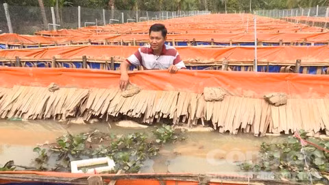 Trang trại nuôi lươn bố mẹ để lấy trứng ấp của anh Tân.