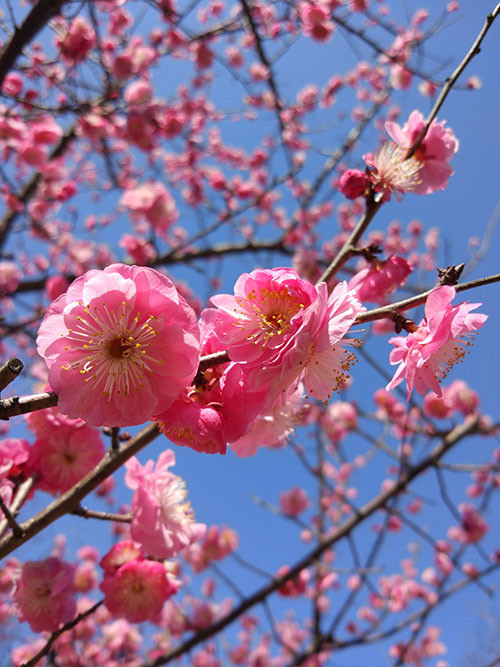 Hoa đào: Du khách có thể đến công viên Thế kỷ, Vườn Thực vật Thượng Hải và nhiều công viên khác. Hoa đào: Du khách có thể đến công viên Thế kỷ, Vườn Thực vật Thượng Hải và nhiều công viên khác.