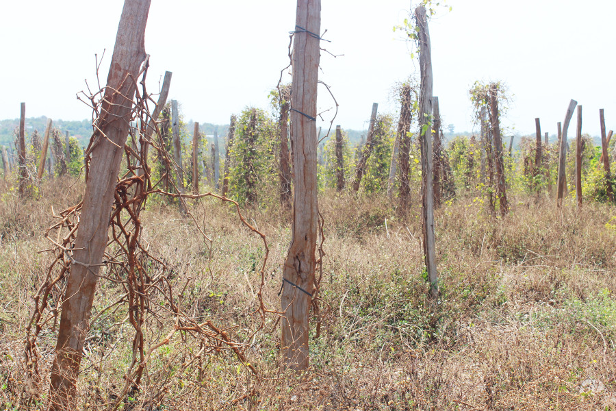 Vườn tiêu chết dần, nhiều nông dân nhổ bỏ, chuyển đổi cây trồng khác. Ảnh: N.G