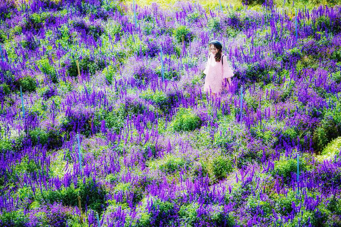  Thửa hoa có màu tím xanh được lòng nhiều người hay bị lầm tưởng là hoa oải hương nhưng thực tế là hoa xôn xanh, hay còn gọi là hoa nữ hoàng xanh. Đây là loài hoa có lá hẹp sáng bóng, cây thân thảo lâu năm, hoa có màu tím xanh và thường được trồng ở nơi nhiều ánh sáng. Cây cao tầm khoảng 50 cm, nếu được chăm sóc tốt thì cây sẽ cho rất nhiều hoa.