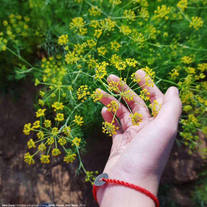 Loại cây này thường được dùng làm gia vị trong một số món ăn hoặc để chữa bệnh. Hoa khi nở có màu vàng ươm.