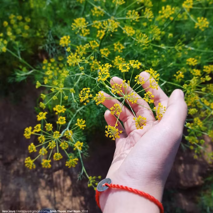 Loại cây này thường được dùng làm gia vị trong một số món ăn hoặc để chữa bệnh. Hoa khi nở có màu vàng ươm.