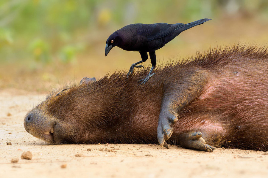 Giống chim Giant cowbird đậu trên mình con capybara, một loài động vật có vú ở vùng đất ngập nước Pantanal, Brazil - Ảnh: Petr Bambousek