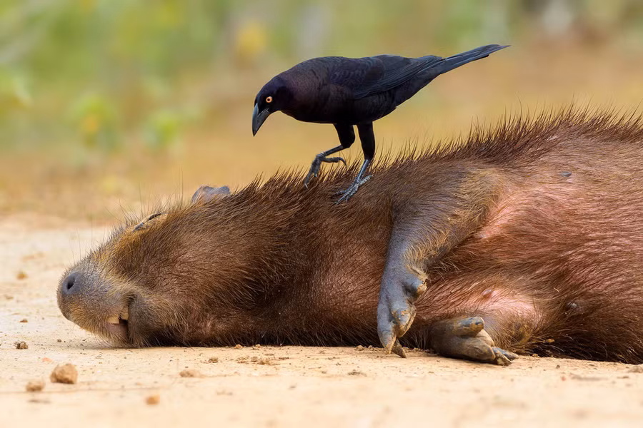 Giống chim Giant cowbird đậu trên mình con capybara, một loài động vật có vú ở vùng đất ngập nước Pantanal, Brazil - Ảnh: Petr Bambousek