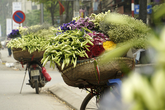 Hoa loa kèn thường được trồng chủ yếu vào tháng 9, tháng 10 nhưng phải chờ đến tháng ba và đầu tháng tư năm sau mới được thu hoạch. Nếu được chăm sóc tốt, một củ giống có thể cho tới 12-15 bông hoa. Ở Hà Nội, làng hoa Tây Tựu và Quảng Bá được xem là vùng trồng nhiều hoa loa kèn nhất.