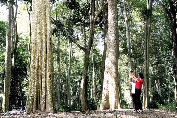 Rừng săng lẻ Tam Đình là điểm dừng chân lý thú của du khách