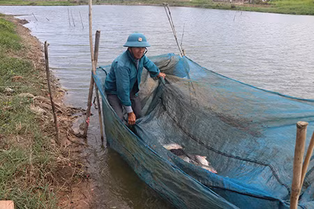 Riêng cá rô phi cũng mang về cho gia đình ông Hùng vài chục triệu đồng mỗi năm. Ảnh: Ngọc Minh