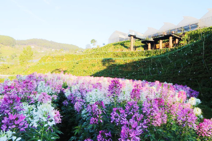  Vườn hoa mở cửa từ 8h đến 18h mỗi ngày. Giá tham quan là 30.000 đồng/ người.