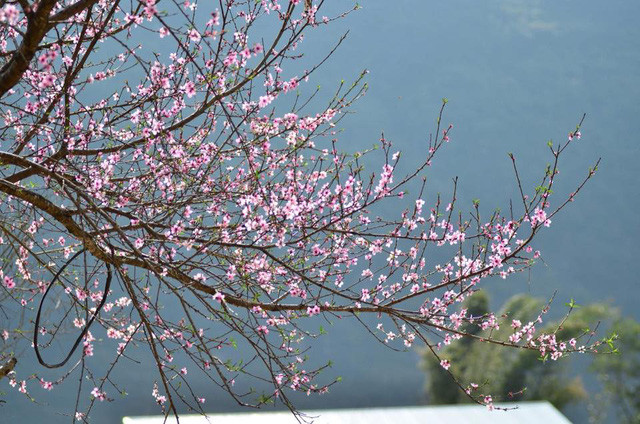 Hoa đào ở Đồng Văn, Hà Giang.@Lê Triều Dương