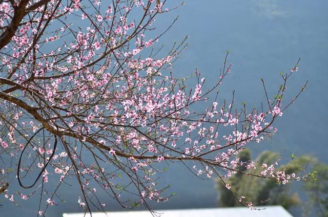 Hoa đào ở Đồng Văn, Hà Giang.@Lê Triều Dương