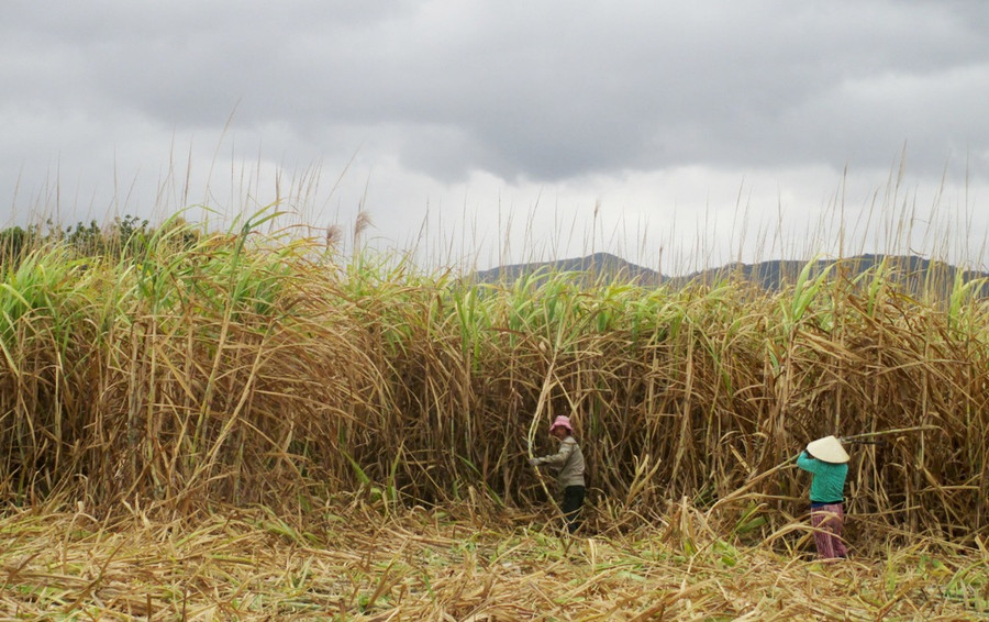 Nhiều diện tích mía đã bị khô lá, nguy cơ xảy ra cháy cao. Ảnh: Q.T