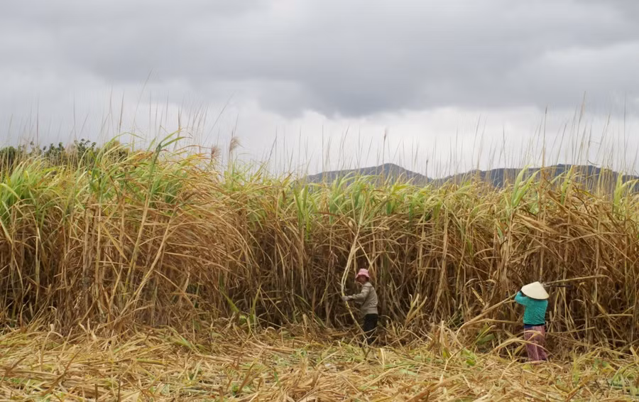 Nhiều diện tích mía đã bị khô lá, nguy cơ xảy ra cháy cao. Ảnh: Q.T