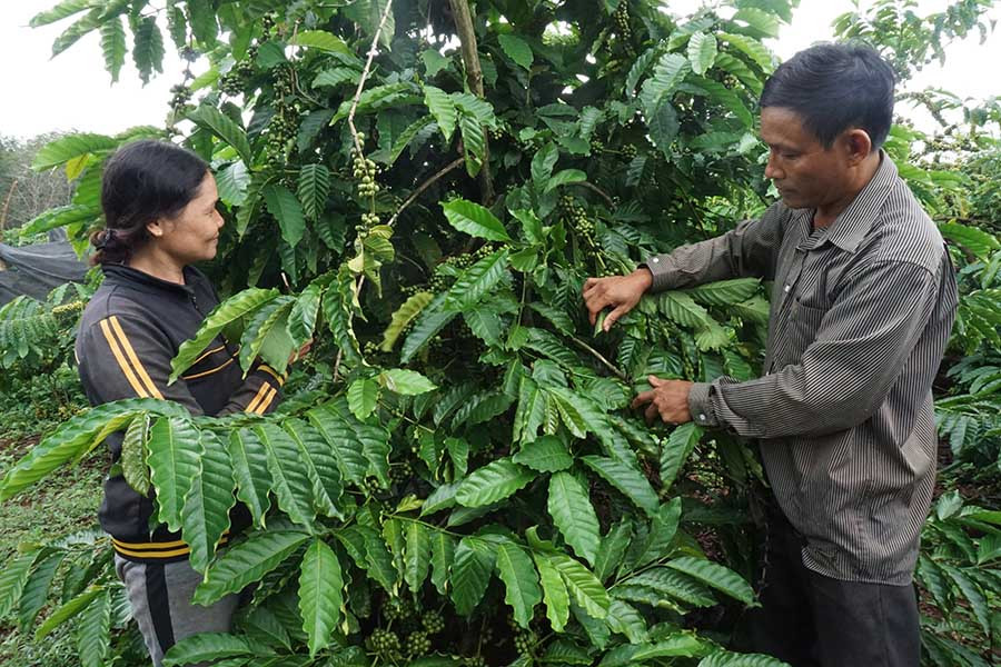  Giá cà phê đang giảm mạnh. Ảnh: Hà Duy
