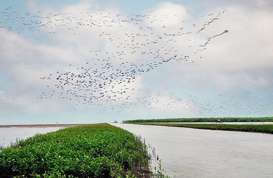 Vùng bãi bồi Vườn quốc gia Mũi Cà Mau. Vùng bãi bồi Vườn quốc gia Mũi Cà Mau.