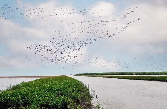 Vùng bãi bồi Vườn quốc gia Mũi Cà Mau.