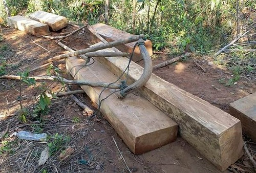 Các khúc gỗ lớn được đẽo gọt cẩn thận ngay trong rừng. Các khúc gỗ lớn được đẽo gọt cẩn thận ngay trong rừng.