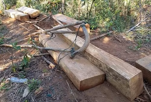 Các khúc gỗ lớn được đẽo gọt cẩn thận ngay trong rừng.