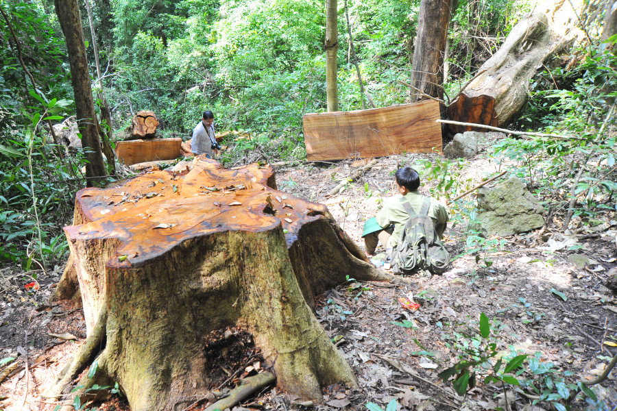 Công tác quản lý bảo vệ rừng tại Gia Lai cần được quan tâm. Ảnh: N.H