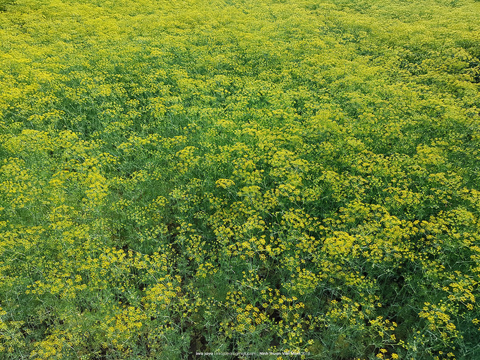 Tổng diện tích khu vườn rộng 4 ha, được đầu tư gần 300 triệu đồng để trồng thì là lấy hạt. Mỗi lượt tham quan, chủ vườn thu 20.000 đồng. Cuối tuần là thời điểm lượng khách đến rất đông, nhiều khách từ tỉnh lân cận như Khánh Hòa, Bình Thuận... cũng không ngại đến thăm.