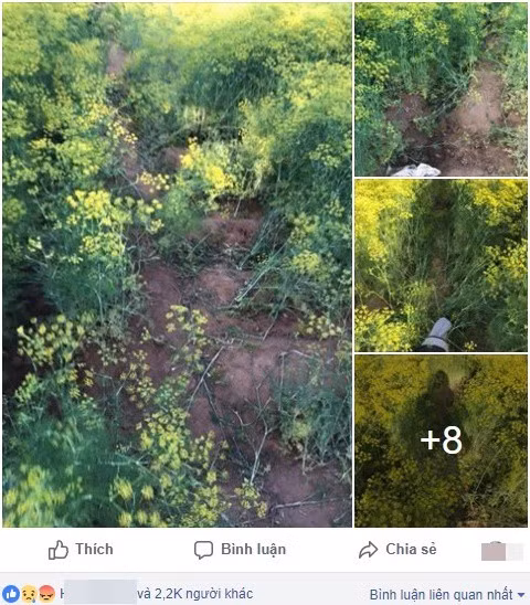 Hình ảnh cánh đồng hoa thì là tại Ninh Thuận bị dẫm nát sau 4 ngày mở cửa được chia sẻ. Ảnh: Fanpage Hội Những Người Trái Tim Luôn Hướng Về Quê Hương Ninh Thuận