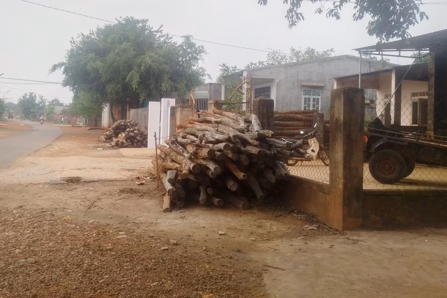 Trụ gỗ mang mầm bệnh từ vườn tiêu chết được nhổ chất thành đống tại xã Ia Blang, Chư Sê. Ảnh: N.G