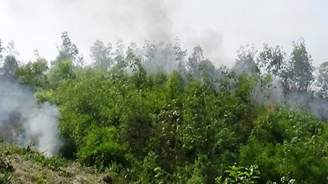 Hơn 3ha cao su của Công ty Agrilak đã bị kẻ xấu phá hoại.