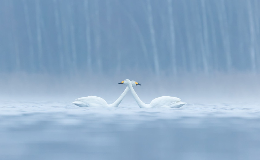  Đôi uyên ương thiên nga trên mặt hồ Janakkala, Phần Lan - Ảnh: Antti Siponen
