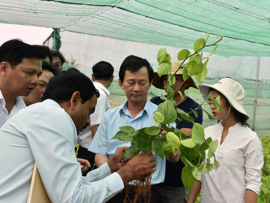 hai giống tiêu nội địa là Lộc Ninh và Vĩnh Linh rất phù hợp với điều kiện ở Gia Lai. Ảnh: Trần Dung