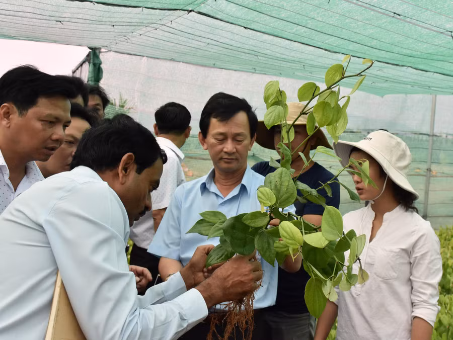 hai giống tiêu nội địa là Lộc Ninh và Vĩnh Linh rất phù hợp với điều kiện ở Gia Lai. Ảnh: Trần Dung