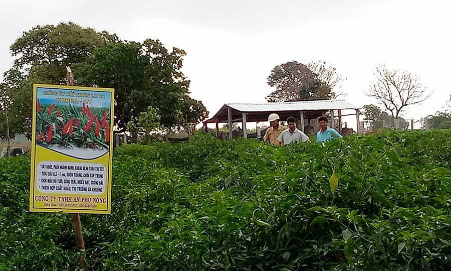  Nông dân tham gia hội thảo tham quan ruộng ớt của ông Nguyễn Anh Khoa tại xã Kông Yang, Huyện Kông Chro. Ảnh: Phương Liên