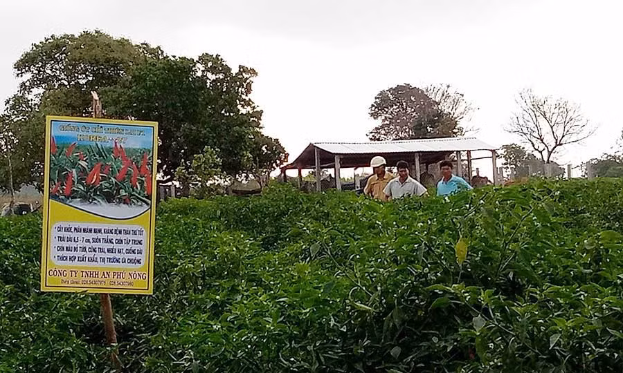  Nông dân tham gia hội thảo tham quan ruộng ớt của ông Nguyễn Anh Khoa tại xã Kông Yang, Huyện Kông Chro. Ảnh: Phương Liên