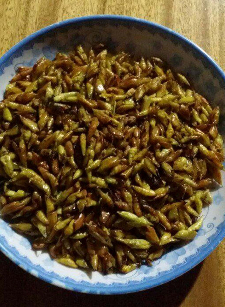 Chế biến món sâu muồng thành đặc sản vạn người mê.
