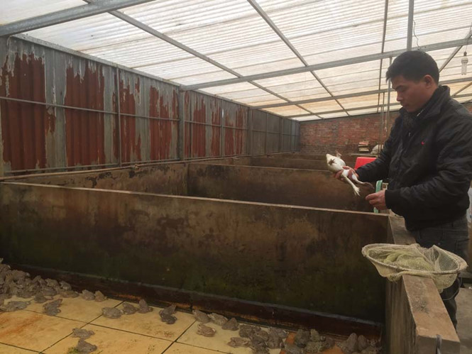 Giải pháp nuôi ếch trong nhà kính giúp anh Kết có doanh thu tiền tỉ.