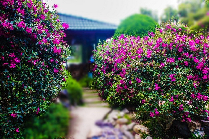 Một loài hoa chỉ mới có mặt ở Đà Lạt khoảng 5 năm nay là hoa mua.